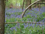 Hyacintenjogging 2015 - 30.jpg